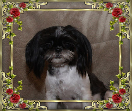 Brook - We have Chinese Imperial Shih Tzu tiny puppies for sale